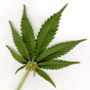 Septuagenar prins cu marijuana de 1 milion de dolari