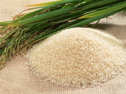 S-ar putea înfiinţa o organizaţie a ţărilor exportatoare de orez