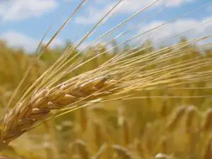 Recoltă record de grâu în Egipt