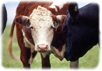 Estonia: taxă de emisii poluante pentru vite