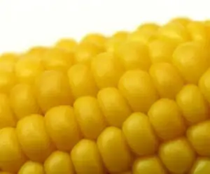 Producţia mondială de porumb va scădea în 2008-2009