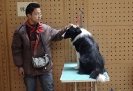 China: carnea de câine, interzisă în timpul Jocurilor Olimpice