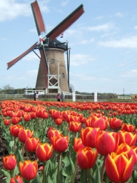 Olanda este cel mai important investitor străin în Republica Moldova