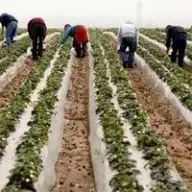 Căpşunarii, în pericol: Spania reduce cu 35% locurile de muncă pentru imigranţi