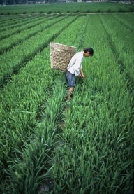 China vrea să atragă fermele agricole în economia de piaţă