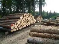 Brazilia a hotărât să nu mai taie păduri