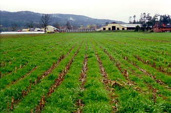 Profitul Agricover a crescut cu 84% în primele luni din 2007
