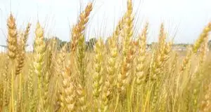 UPDATE3: Cele cinci probleme ale noului model de creditare în agricultură