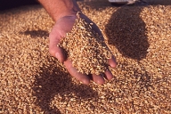 Tabără: România a exportat 2,3 milioane tone grâu şi a importat 685.000 tone