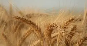 Pericolul unei crize alimentare este lângă noi