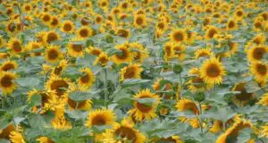 BM: Agricultura românească este învechită