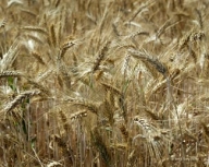 Se împuţinează sursele de import de grâu: Bulgaria va avea producţie slabă
