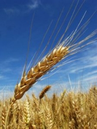 Sârbu: Producţia de grâu nu ar trebui să ducă la scumpirea pâinii