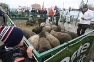 Fermierii francezi vor să aducă o rasă nouă de oi în Cluj