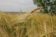 Ţăranii pot vinde grâu statului pentru stocul de intervenţie