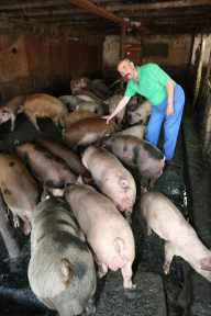 2010 va aduce o scumpire de 25% a cărnii de porc