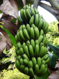 Pace în „războiul bananelor”