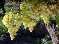Finul lui Becali investeşte 24 milioane euro în vinuri