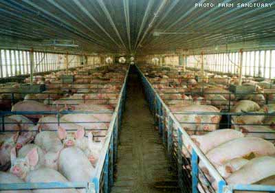ANSVSA: Nu există pestă porcină la fermele Smithfield din Arad