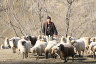Numai o treime dintre ciobani vor primi subvenţii anul acesta