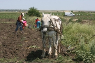 Voineagu, INS: Agricultura României ţine de Dumnezeu