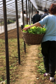 Cinci forme de sprijin financiar pentru agricultori