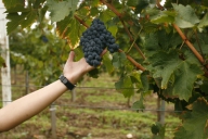 Cioloş: Cota acordată vinurilor moldoveneşti pe piaţa UE va fi dublată