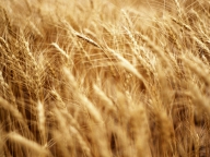 Cotaţia grâului a atins un nivel record din cauza unui zvon că Rusia va restricţiona exporturile