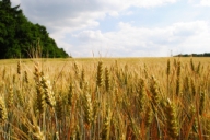 Marii producători de alimente au capacitatea să suporte majorarea preţului grâului