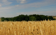 Dumitru: Producţia de grâu este suficientă din punct de vedere cantitativ