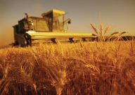 Producţia de grâu din acest an s-a apropiat de 5,7 mil. tone, cu 10% peste 2009