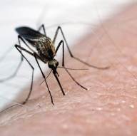 Două persoane au decedat în România în urma infestării cu virusul West Nile