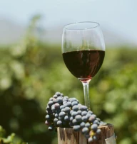 Producţia de vin din acest an va fi cu aproape un milion de hectolitrri mai mică decât în 2009