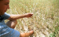 OMS: Următoarea criză mondială, generată de scumpirea cerealelor