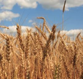 Biocombustibili: ajutorul pe hectar pentru „recoltele energetice”, redus