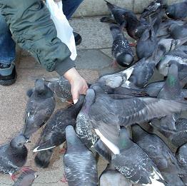 New York: amendă de 1.000 de dolari pentru hrănirea porumbeilor