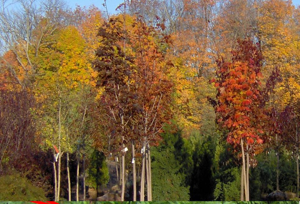 City Park Mall plantează 1.530 de copaci în cinci zone ale oraşului Constanţa