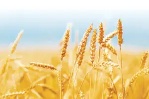 Producţie de grâu mai mică, exporturi-record. Urmează scumpirile?