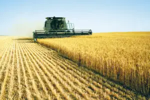 Cum se îngroapă un an agricol bun