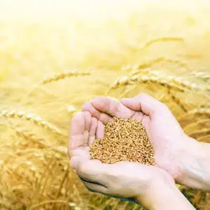 Creșterea producției globale nu poate opri scumpirea alimentelor