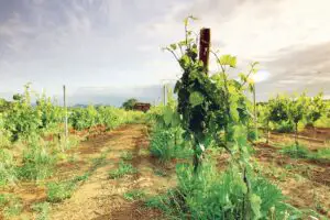 Fondurile europene nu stimulează asocierea micilor producători