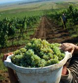 Reconversia plantaţiilor viticole a adus în ţară 135 milioane euro de la UE