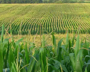 România, pe primul loc în UE la suprafaţa cultivată cu porumb, dar pe trei la producţie, în 2012