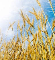 De la 1 iunie, pentru doi ani, se va aplica taxarea inversă la cereale