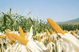 Agricultura conservativă, soluţia la secetă