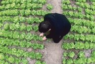 Cum a ajuns un legumicultor din Ialomiţa să vândă salată în hipermarket
