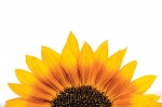 Mierea de floarea soarelui, tot mai puţină din cauza noilor tehnologii care exclud polenizarea