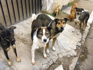 Noi obligații pentru posesorii de câini. Se dorește reducerea numărului de câini comunitari. Parlamentarii nu renunță la eutanasie