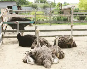 Struţi, şinşila, kiwi sau banane made in România