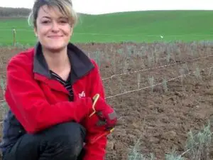 Secretele cultivării lavandei: Ce trebuie să știi înainte să începi o afacere cu ”aurul mov” din agricultură